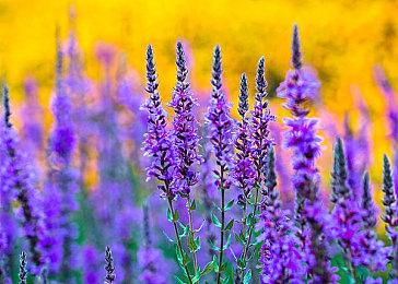 《GTA三部曲》今日正式下架 复刻版消息近期公布